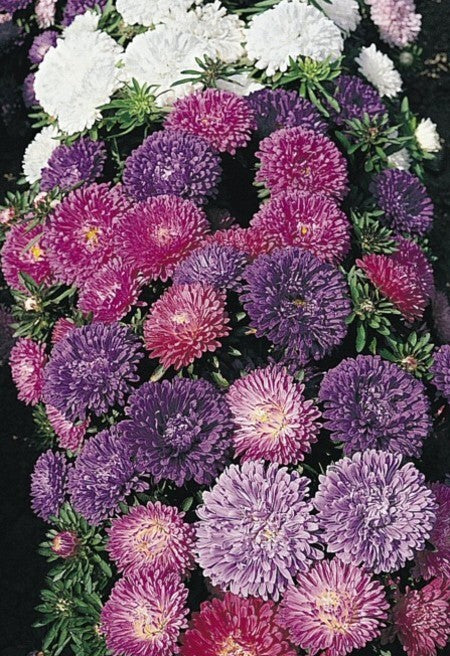 Aster-1000 Wonders
