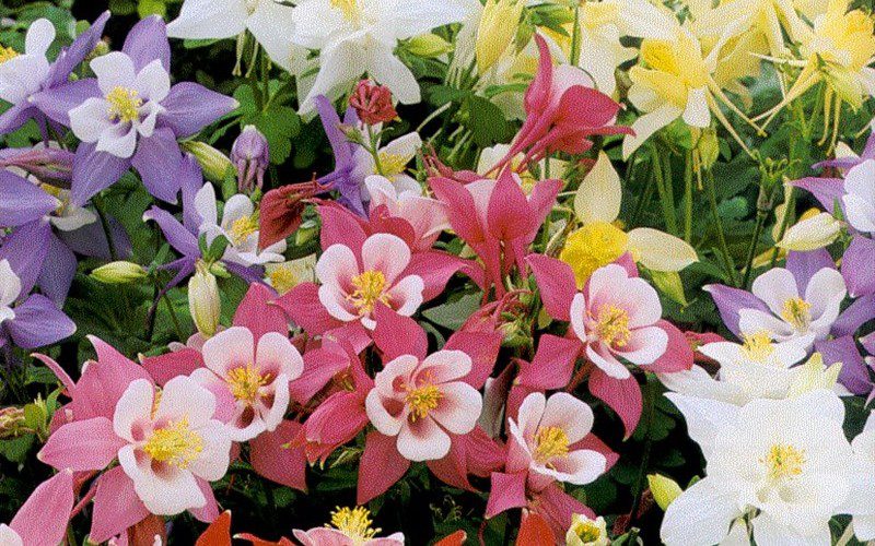 Aquilegia Origami Mix