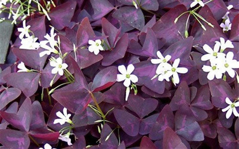Oxalis Charmed Wine