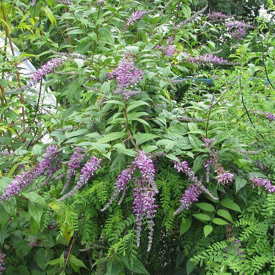 Buddleia Bush Weeping Japanese