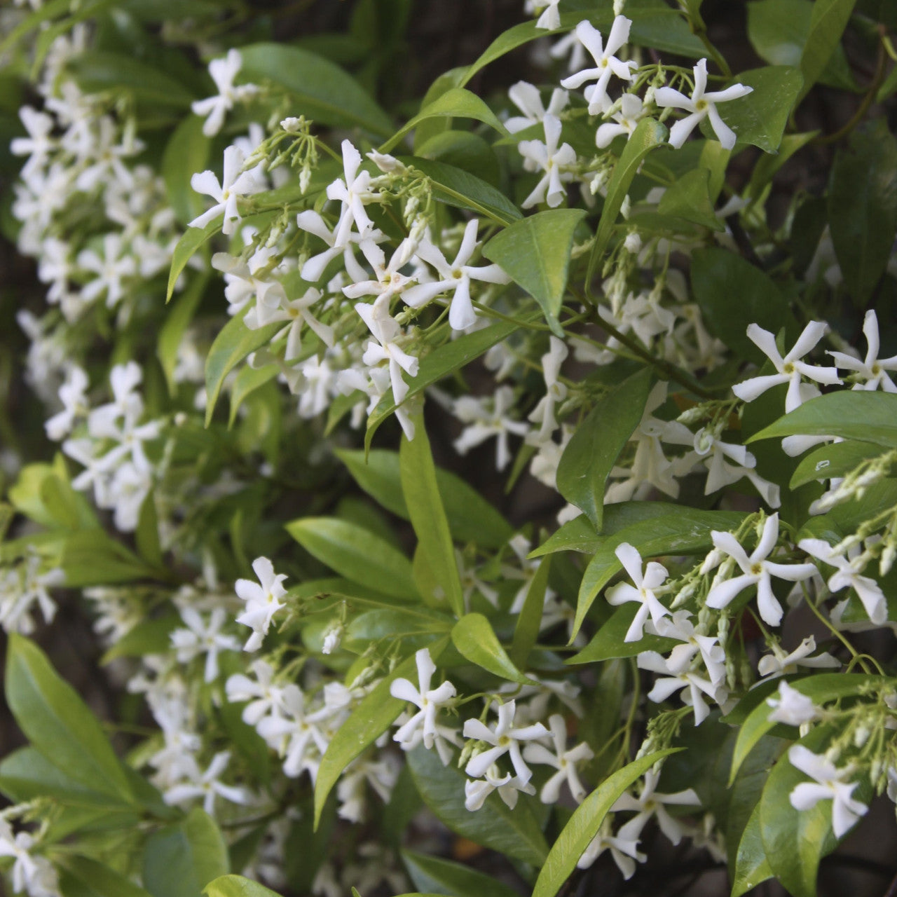 Confederate Jasmine Vine