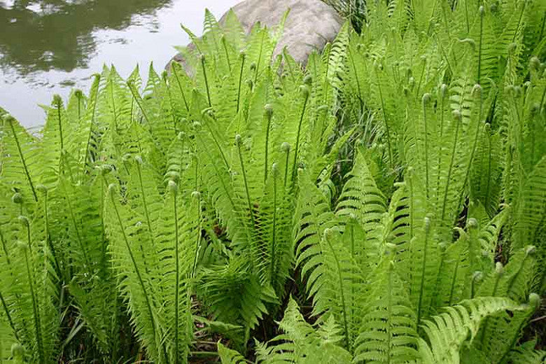 Fern Matteuccia Struthiopteris