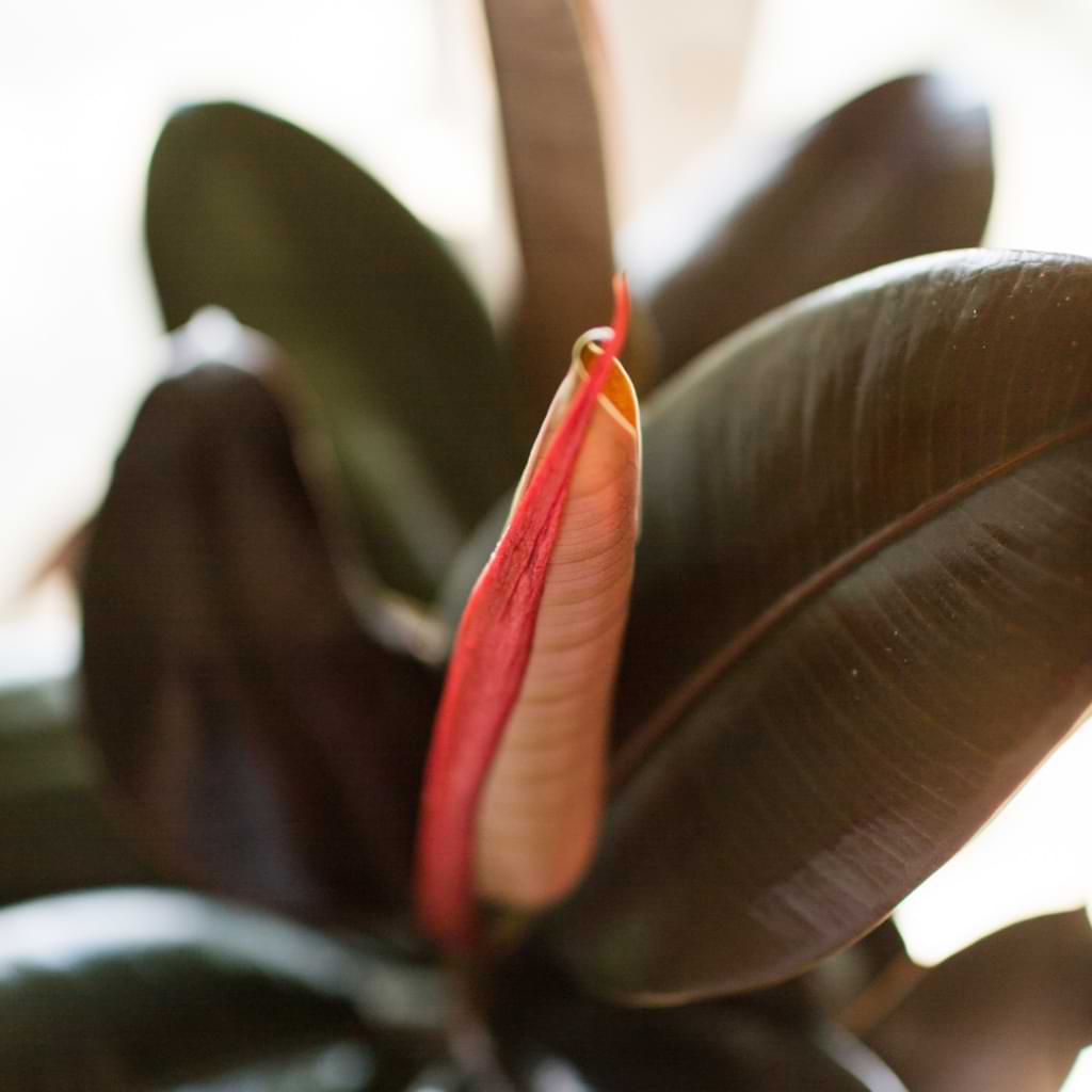 Fig Ficus Purple