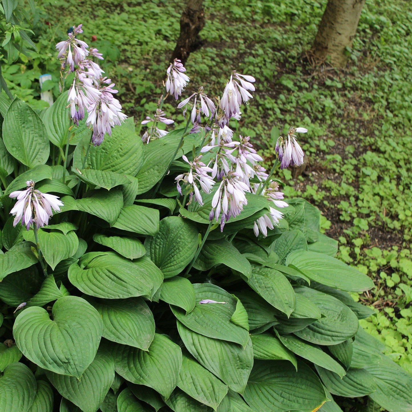 Hosta Sieboldiana Elegans