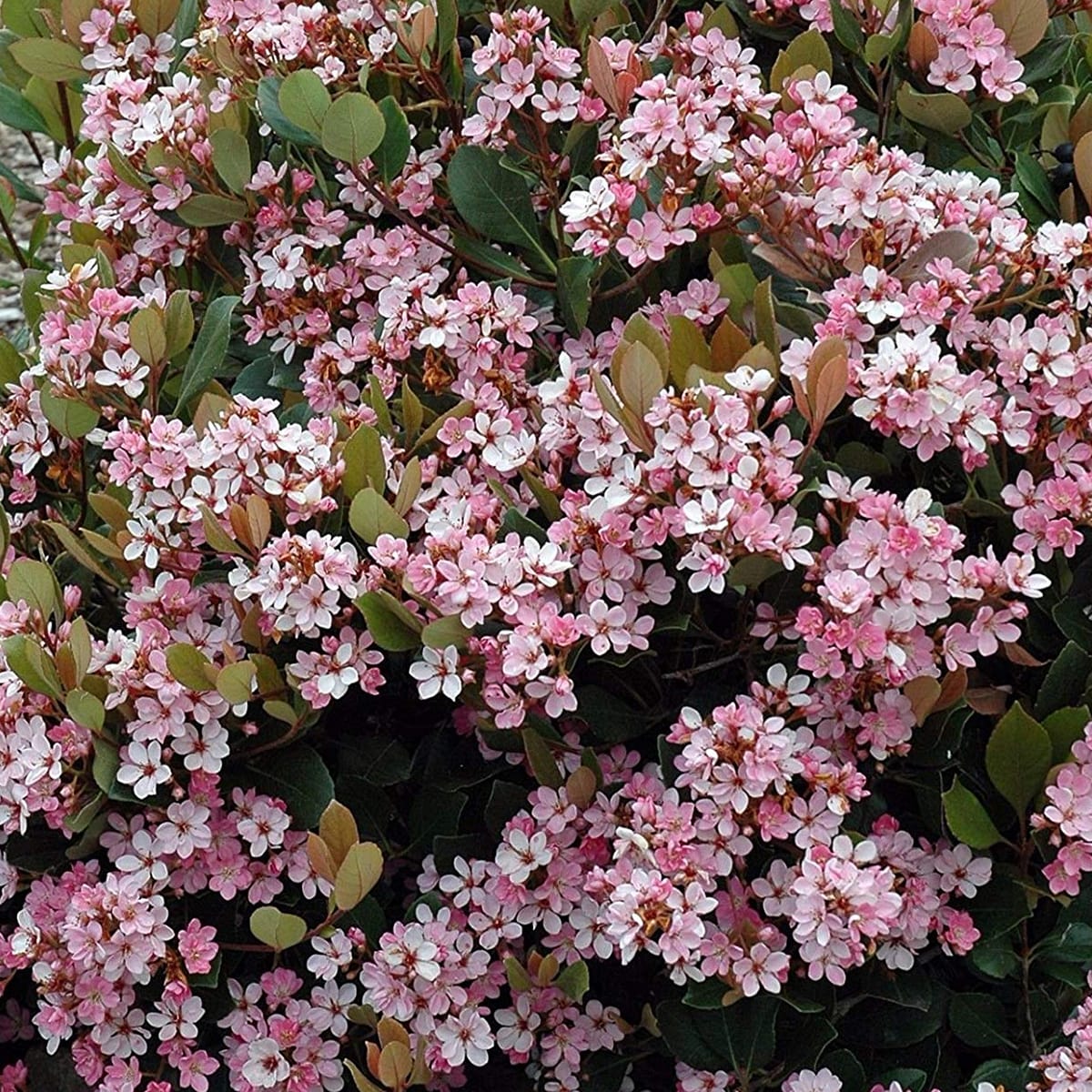 Indian Hawthorn Clara Pink
