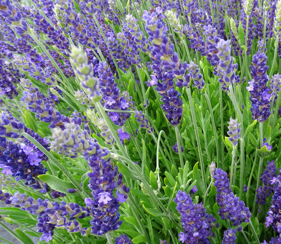 Lavender Blue Spear