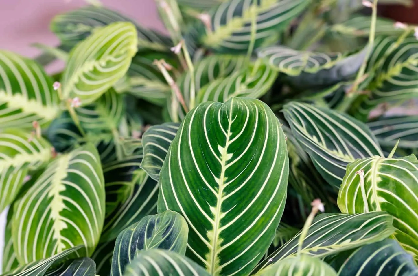 Prayer Plant Maranta