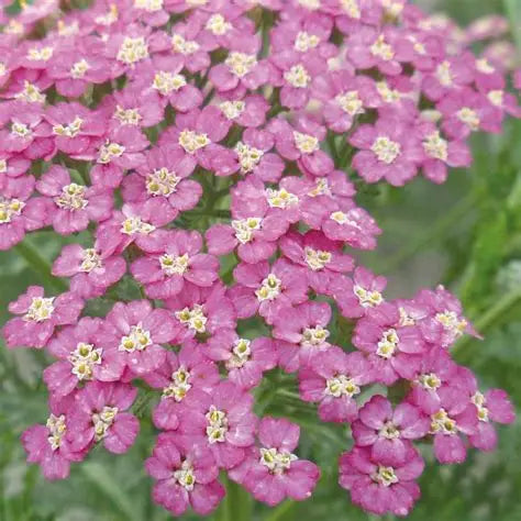 Achillea Pretty Belinda