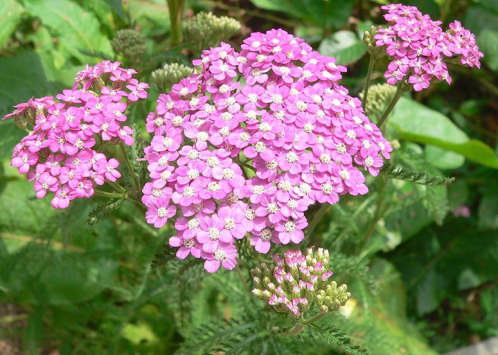 Achillea Yarrow Pink