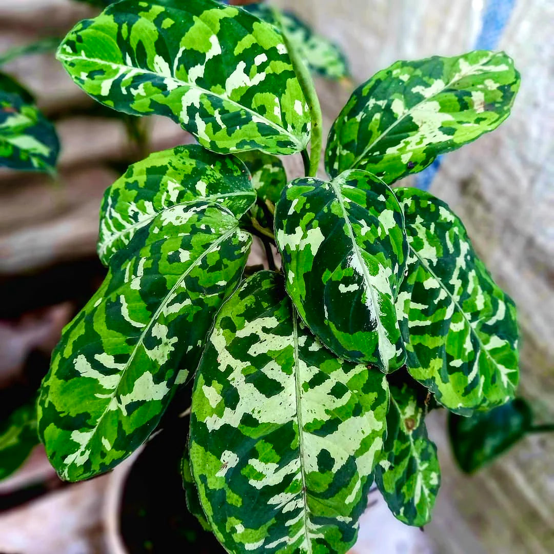 Aglaonema Pictum Tricolor