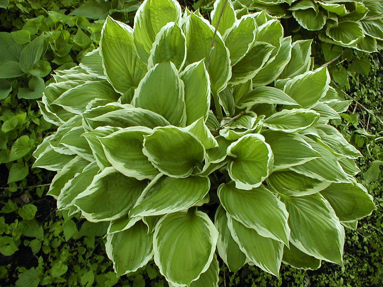 Hosta Albo Marginata