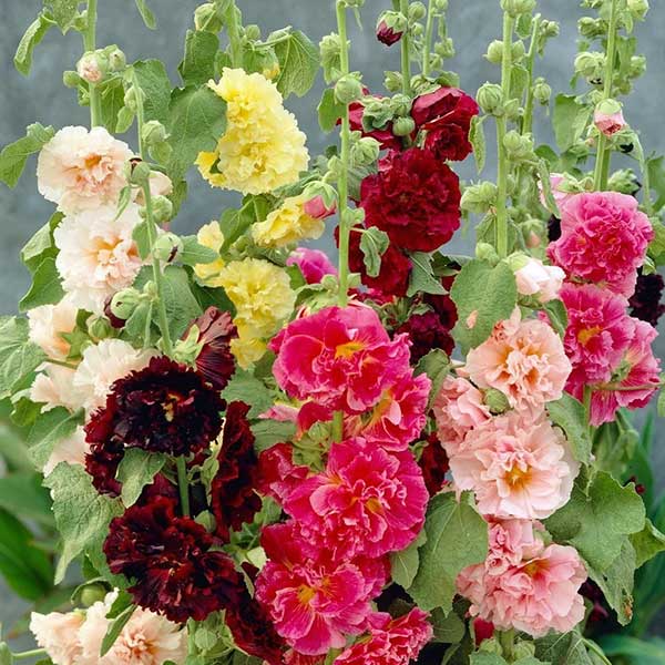 Alcea Hollyhock Carnival