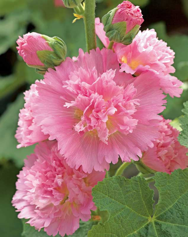 Alcea Spring Celebrities