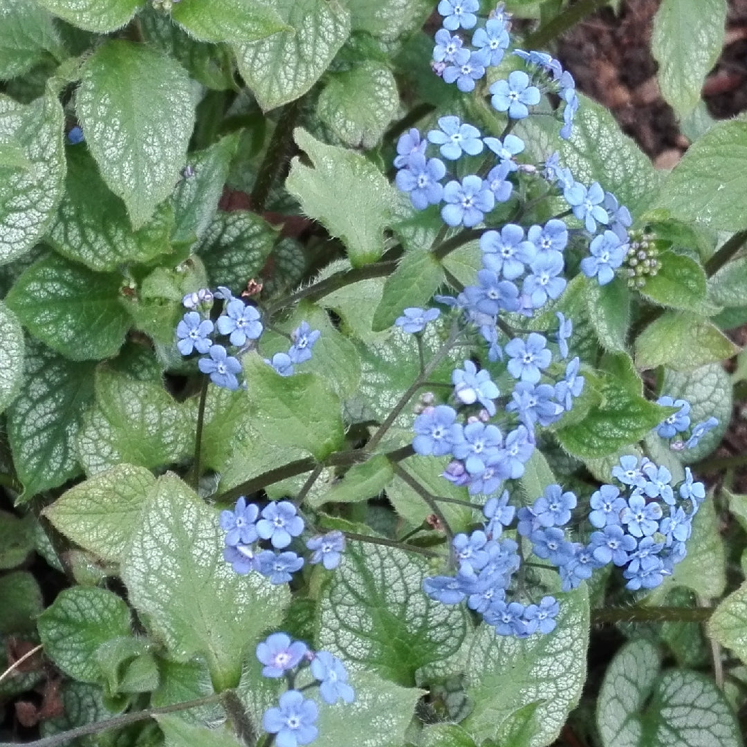 Brunnera-Alexander's Great