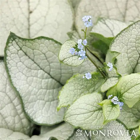 Brunnera-Alexandria