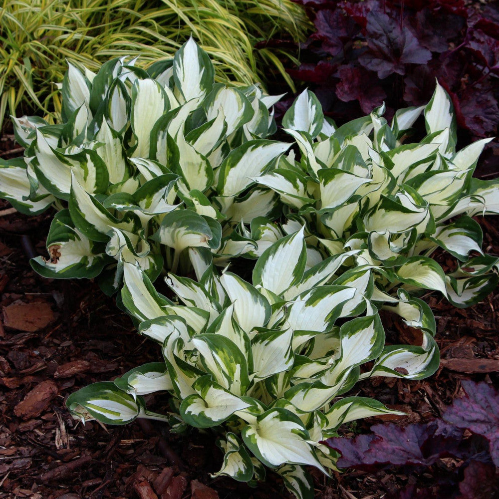 Hosta Amezone