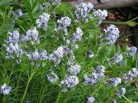 Amsonia Hubrichtii