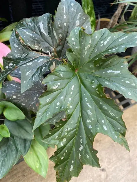 Begonia Angel Sophia