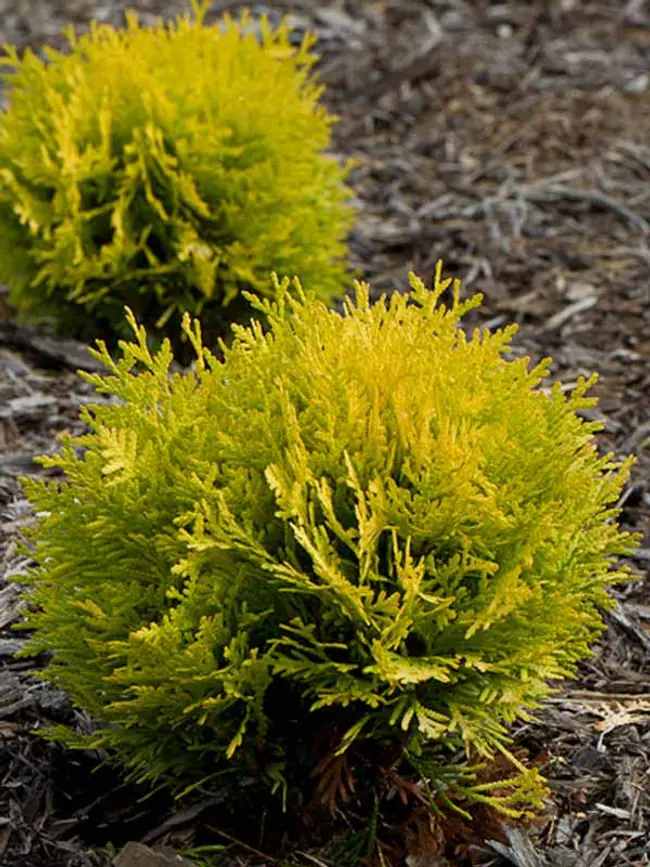 Arborvitae Anna's Magic Ball