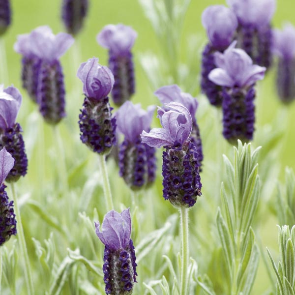 Lavender Anouk Flare