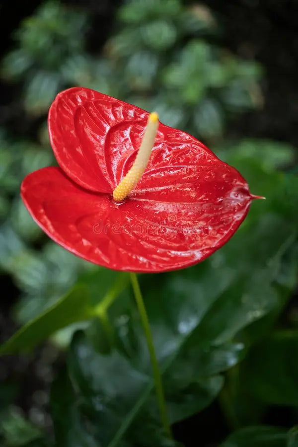 Anthurium Flamingo Red