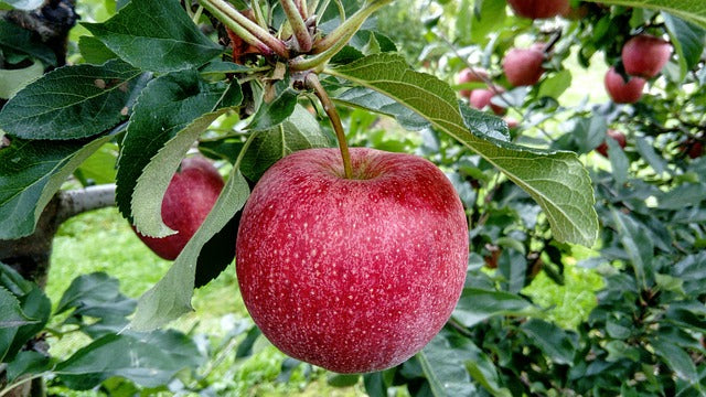 Stayman Winesap Apple