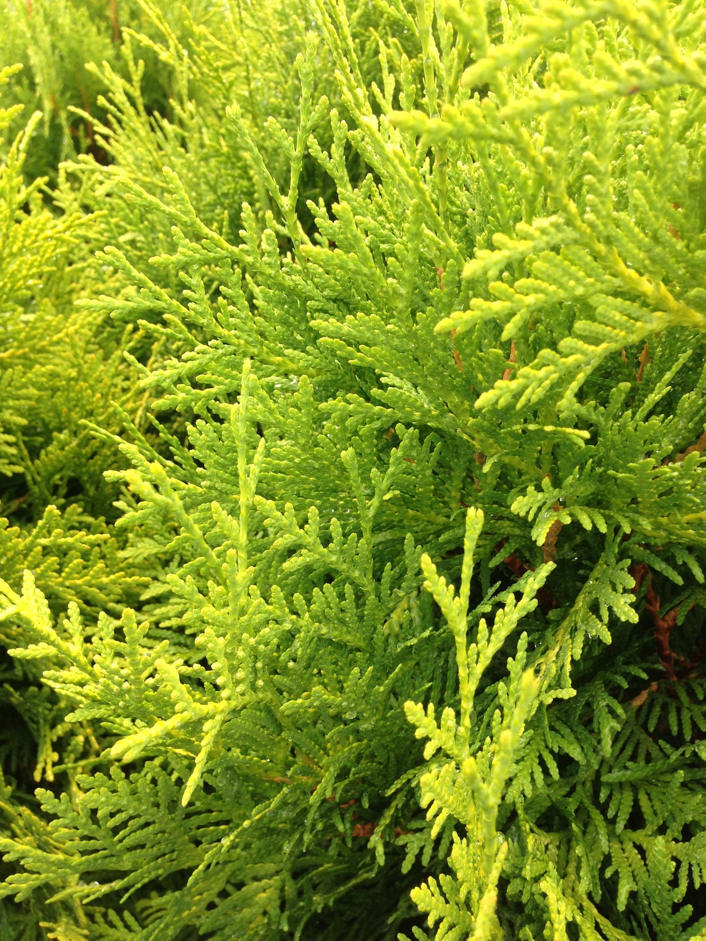 Arborvitae Gold Tip