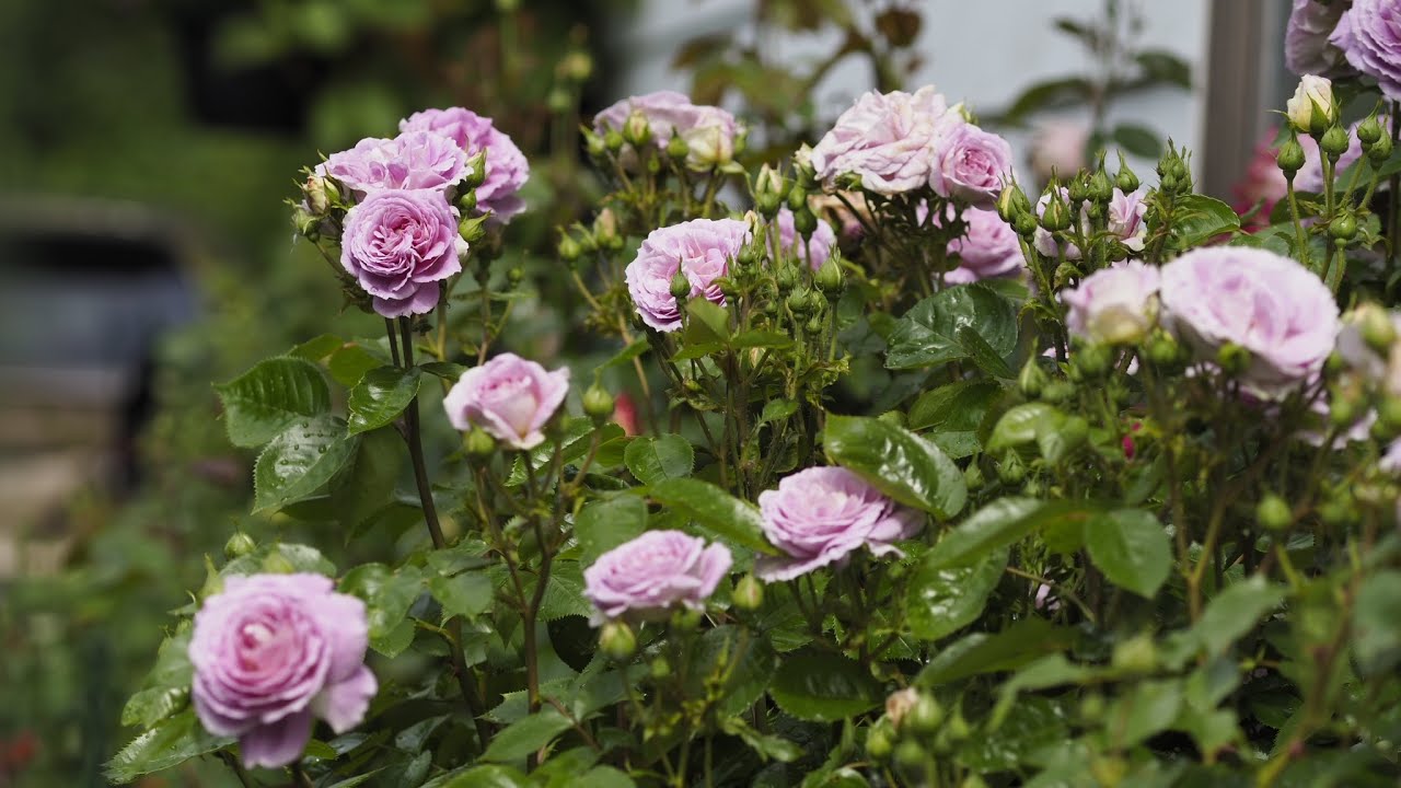 Arborose Arctic Blue