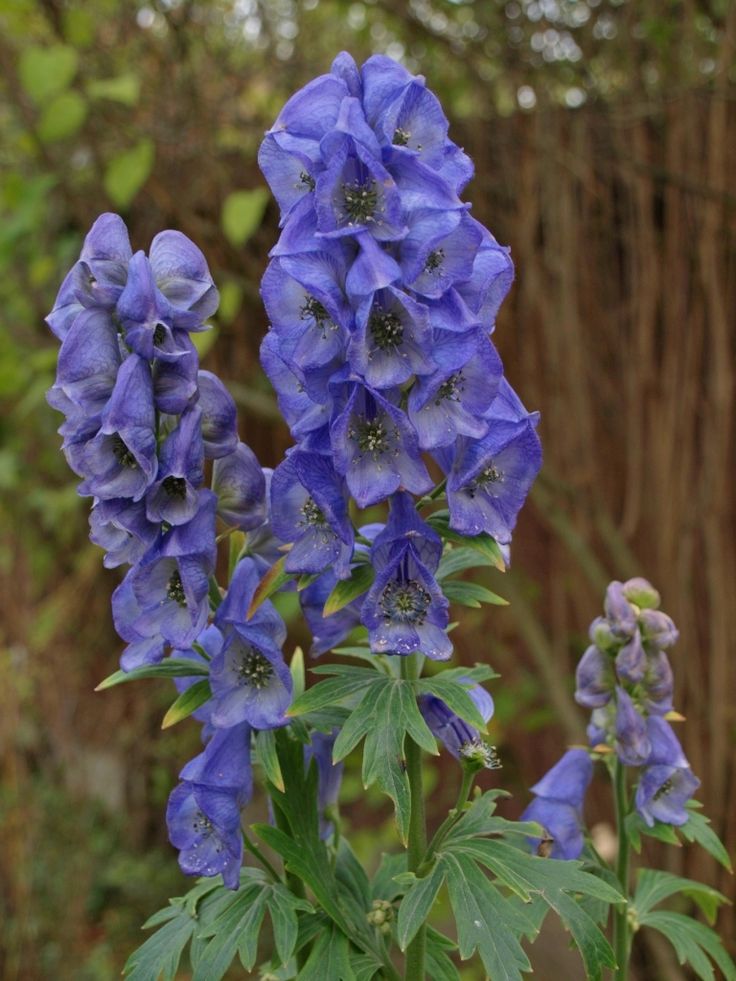 Aconitum Arendsii