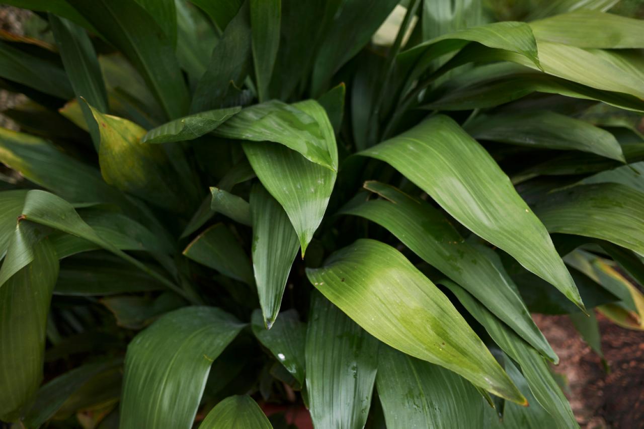 Aspidistra