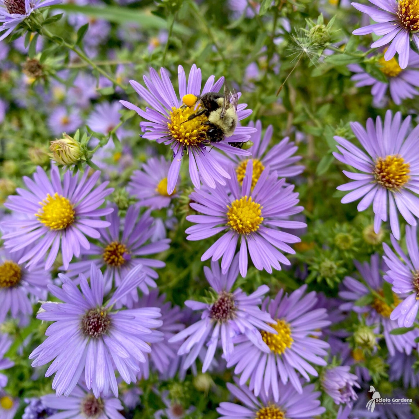 Aster-October Skies