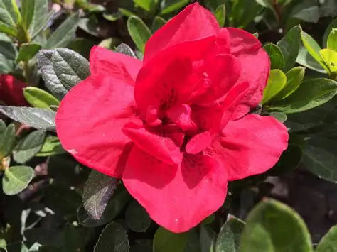 Azalea Autumn Fire