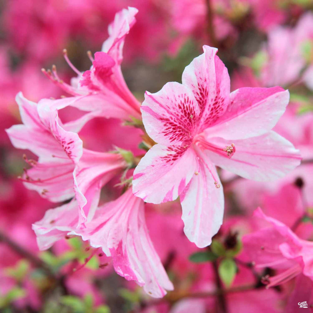Azalea Autumn Twist