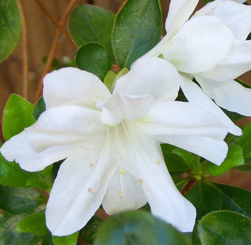 Azalea Snow