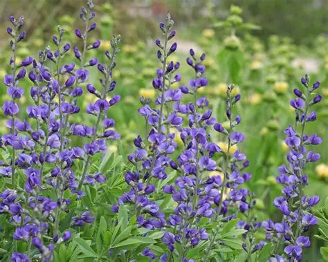 Baptisia Australis