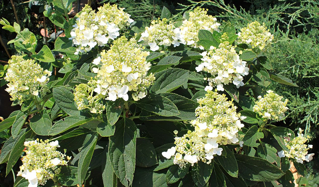 Hydrangea Baby Lace