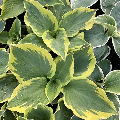 Hosta Band of Gold