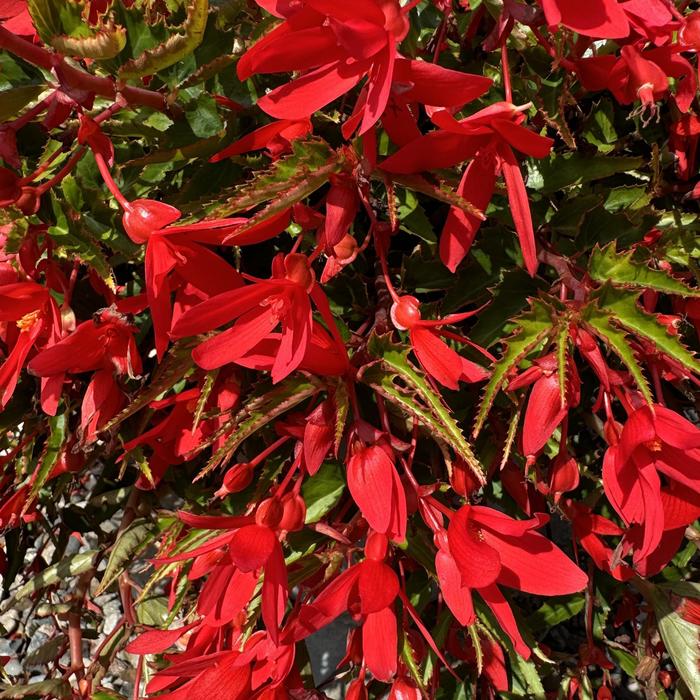 Begonia Groovy Red