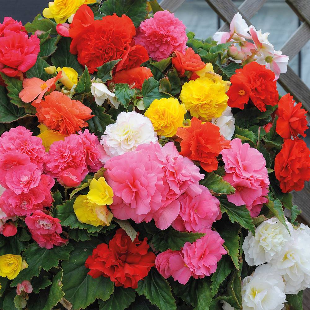 Begonia Non-Stop Mix