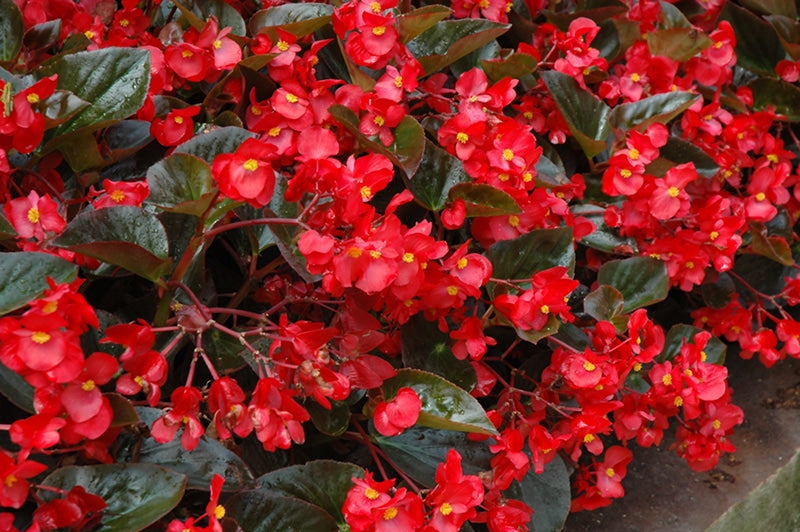 Begonia Whopper Red