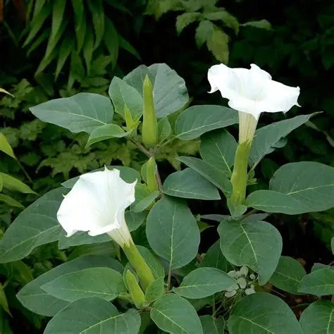 Datura Belle Blanche