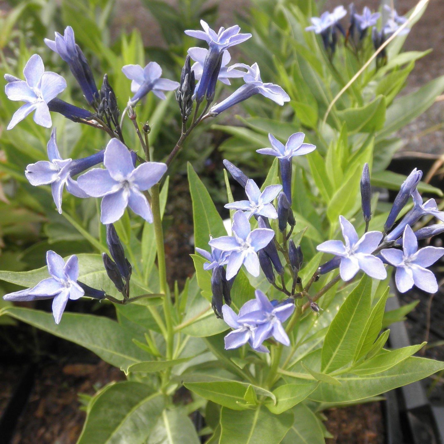 Amsonia Blue Ice