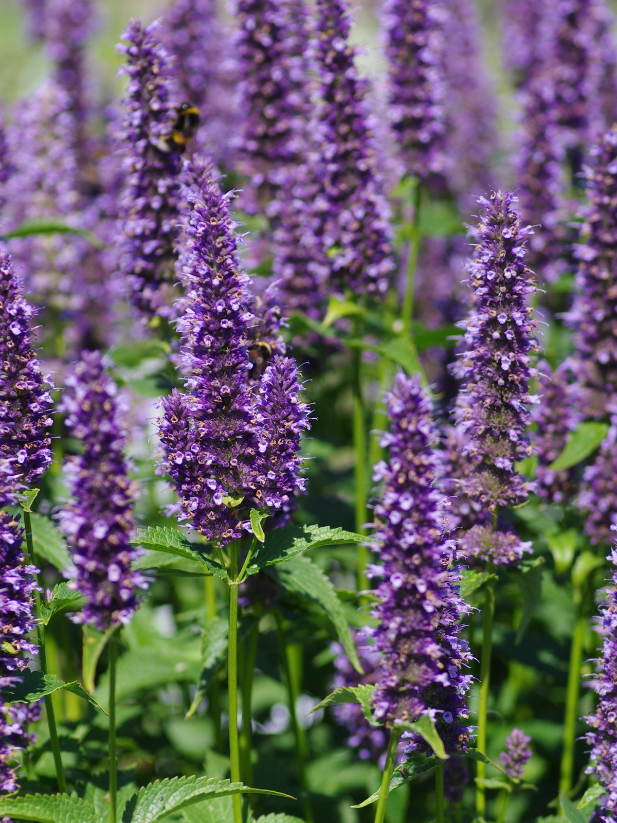 Agastache-Black Adder