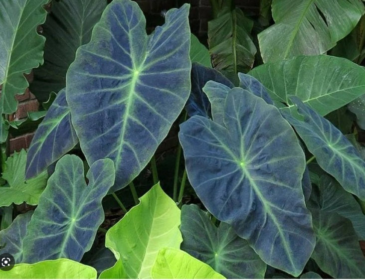 Alocasia Black Beauty