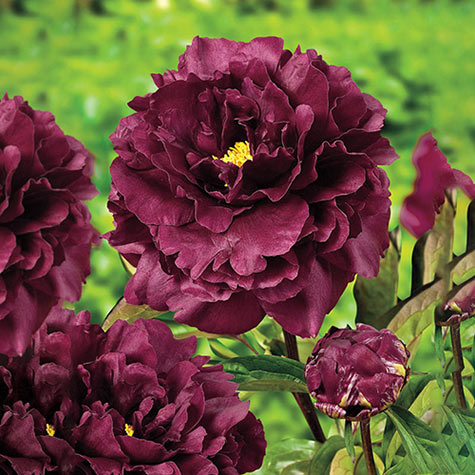 Peony Black Beauty