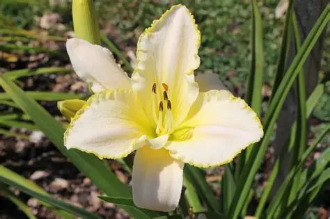 Daylily Blizzard Bay