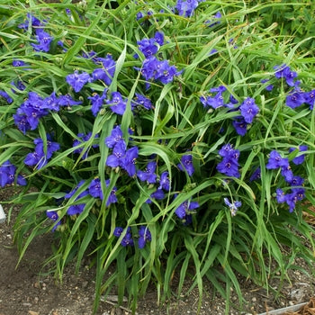 Tradescantia Blue Spiderwart