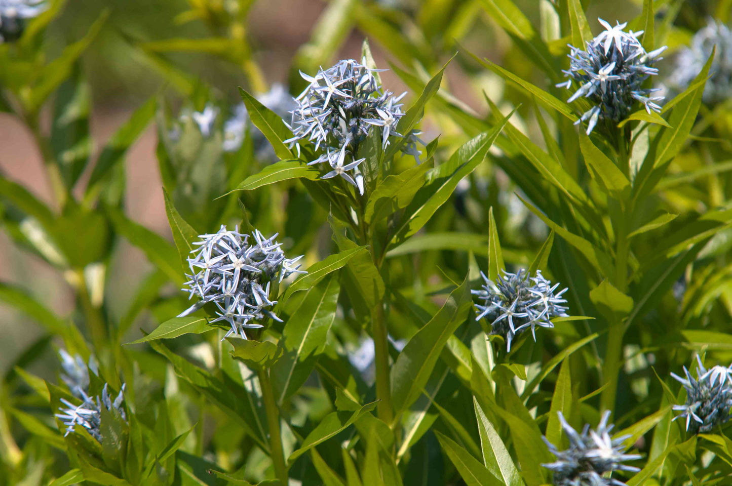 Amsonia Blue Star