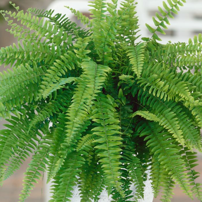 Fern Boston Blue
