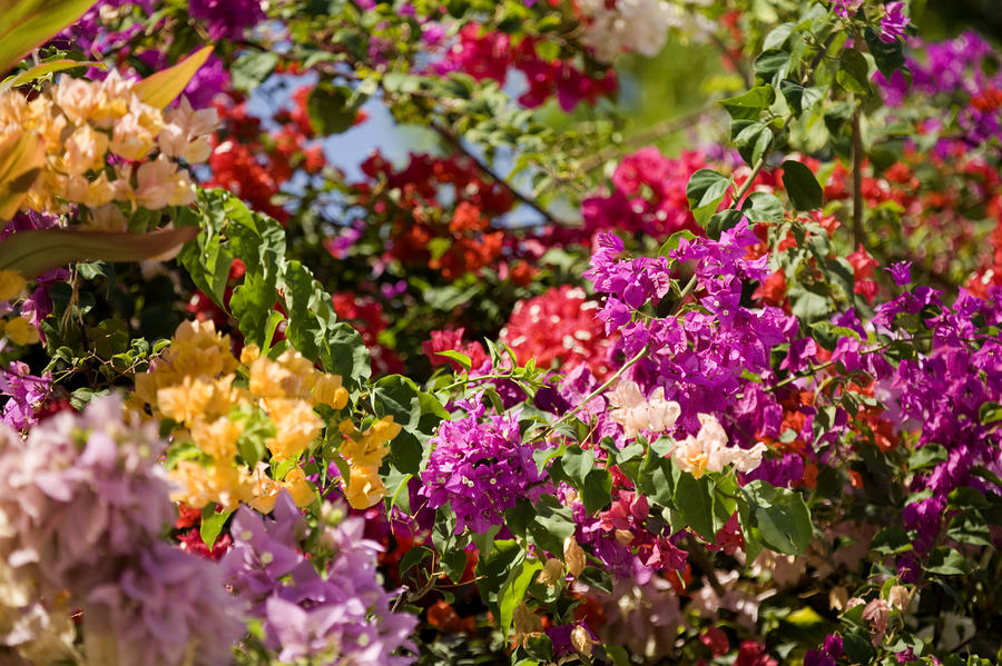 Bougainvillea Mixed Colors